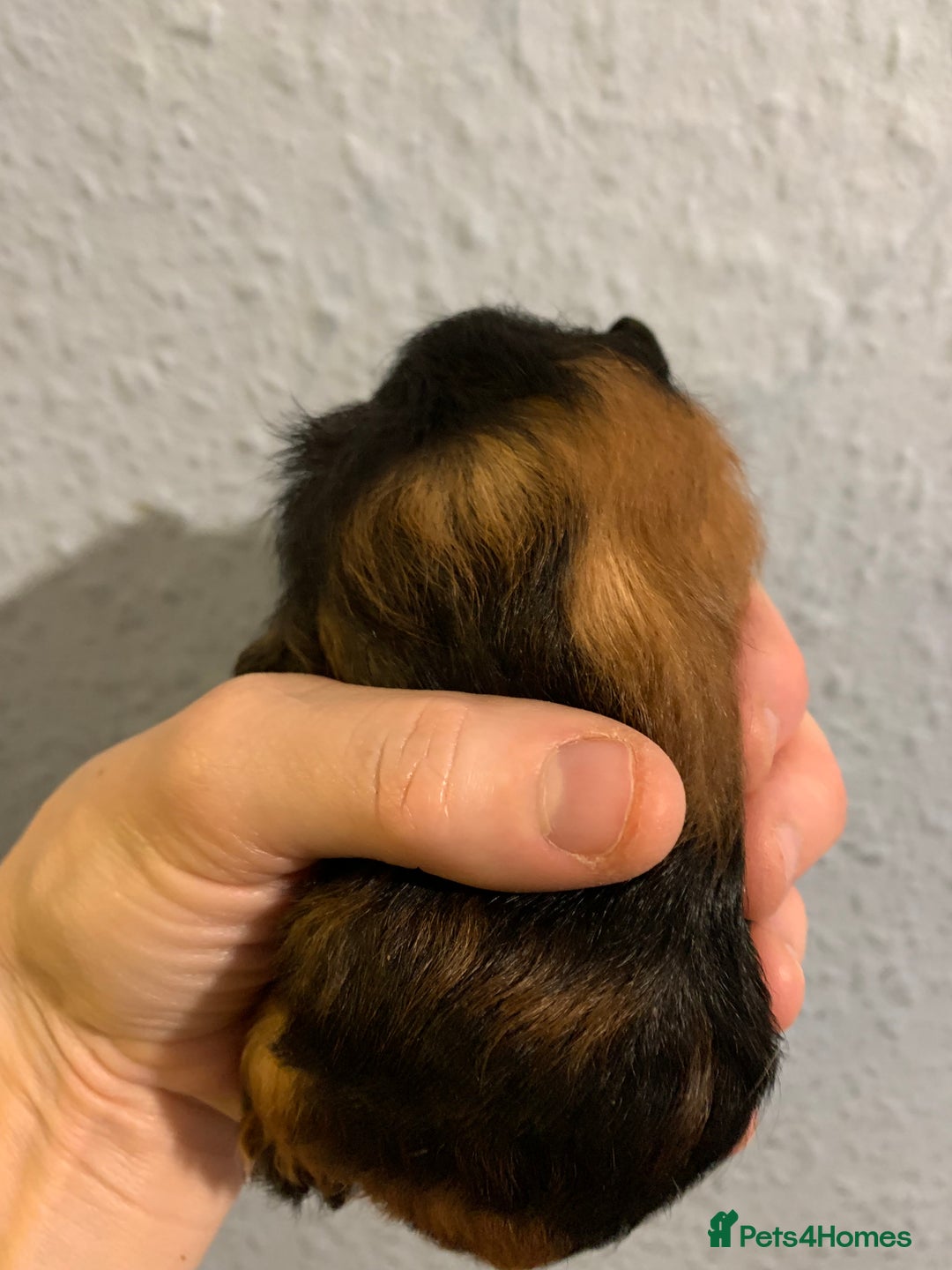 Guinea Pig rodents for sale: Skinny pigs and Skinny Pig Carriers - Advert 8