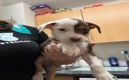 American Bulldog dogs for sale: American bulldog (READY TO GO) - Image 6