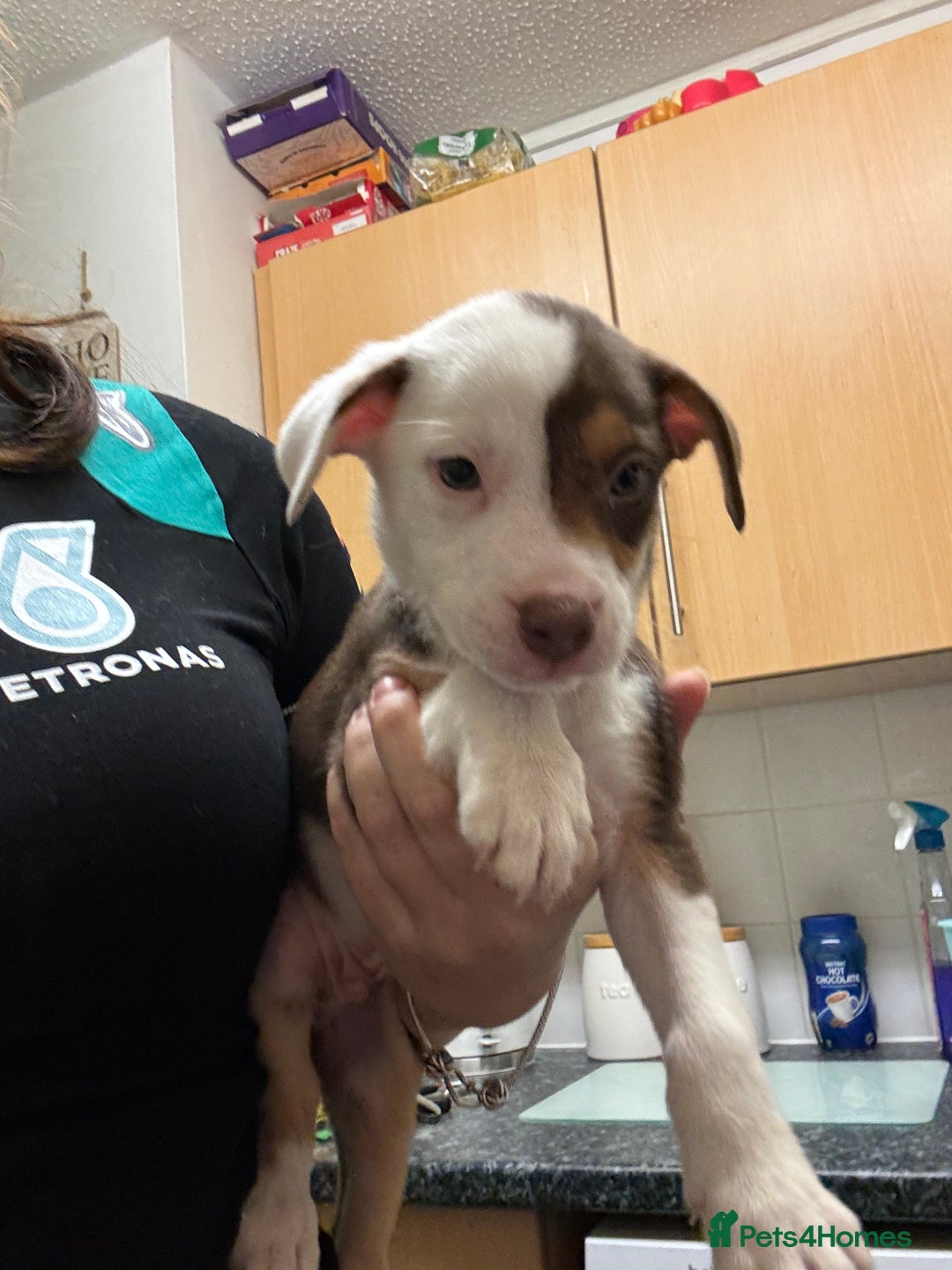 American Bulldog dogs for sale: American bulldog (READY TO GO) - Image 6