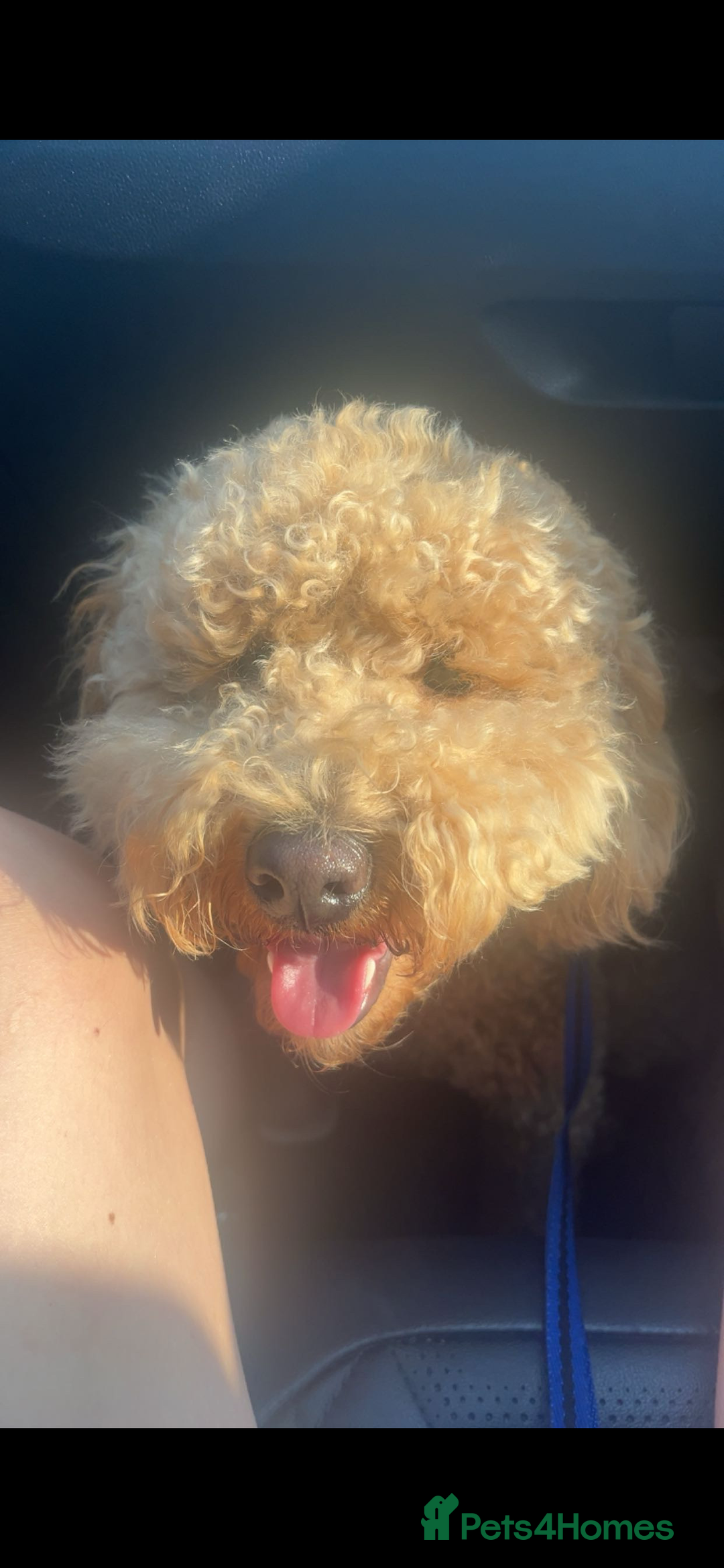 Cockapoo dogs for sale: 1 year old cockapoo - Image 3
