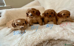 Cockapoo dogs for sale: Adorable little Cockapoo puppies  - Image 2