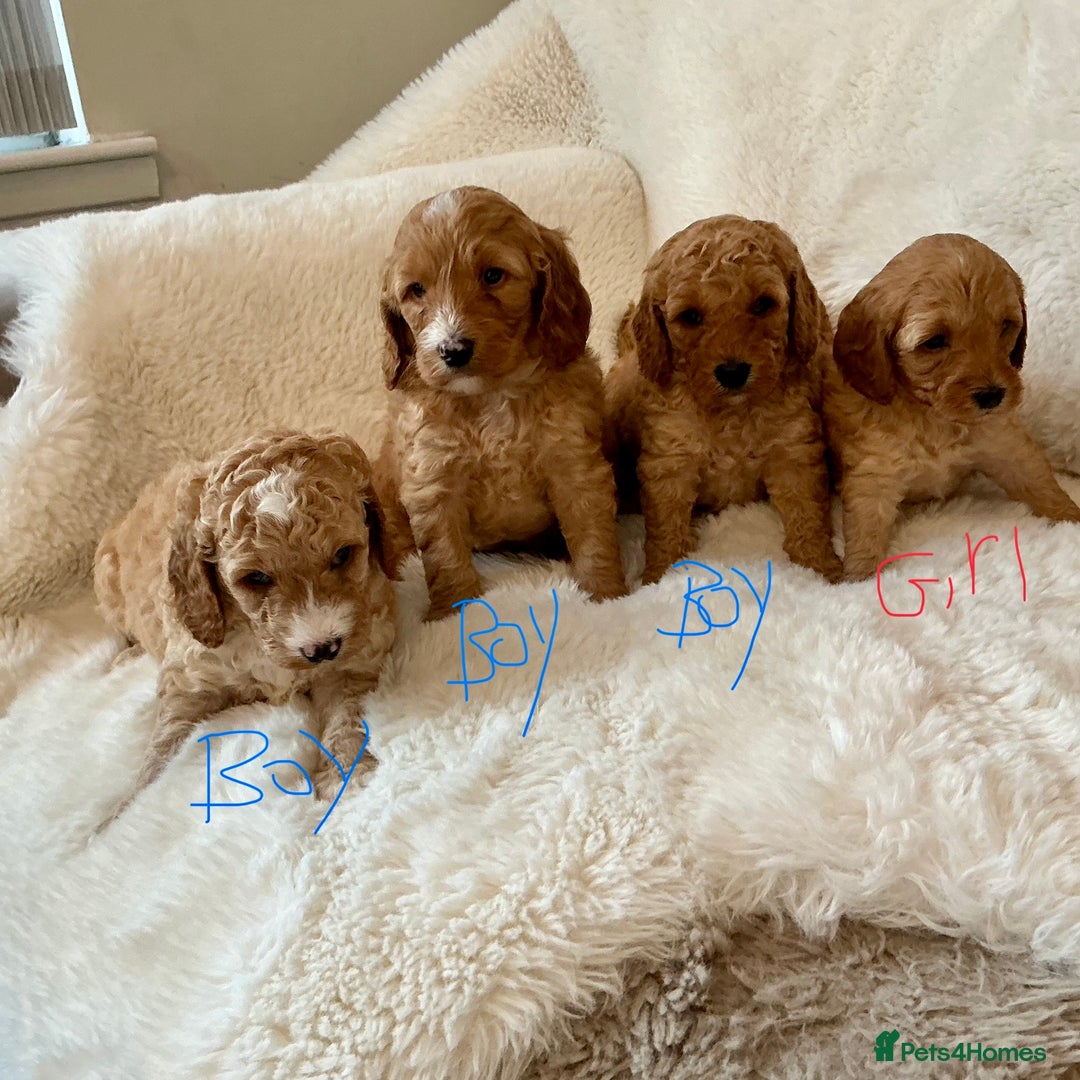 Cockapoo dogs for sale: Adorable little Cockapoo puppies  - Image 2