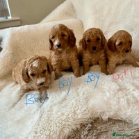 Cockapoo dogs Adorable little Cockapoo puppies - Advert 1