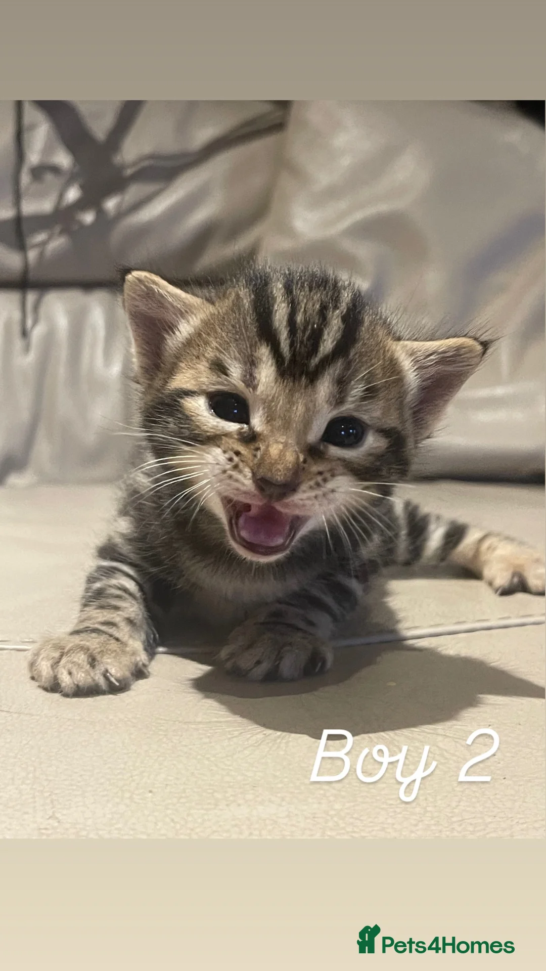 Bengal cats for sale: Bengal cross  - Advert 2