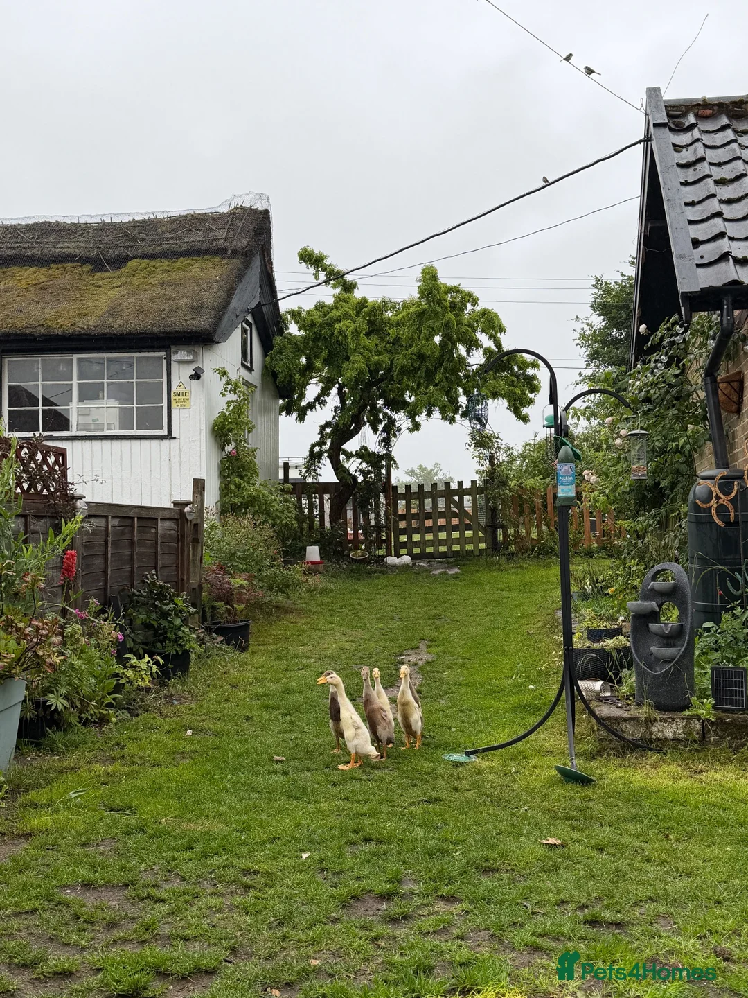 Ducks poultry for sale: Indian runner ducks looking for 5* homes in Thetford - Advert 1
