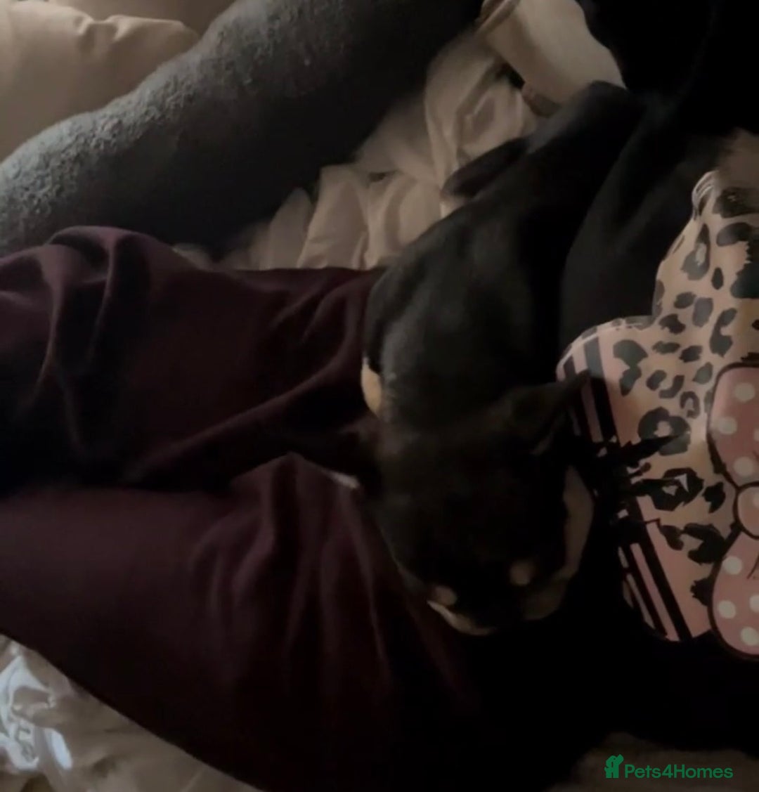 French Bulldog dogs for sale: French bulldog - Advert 3