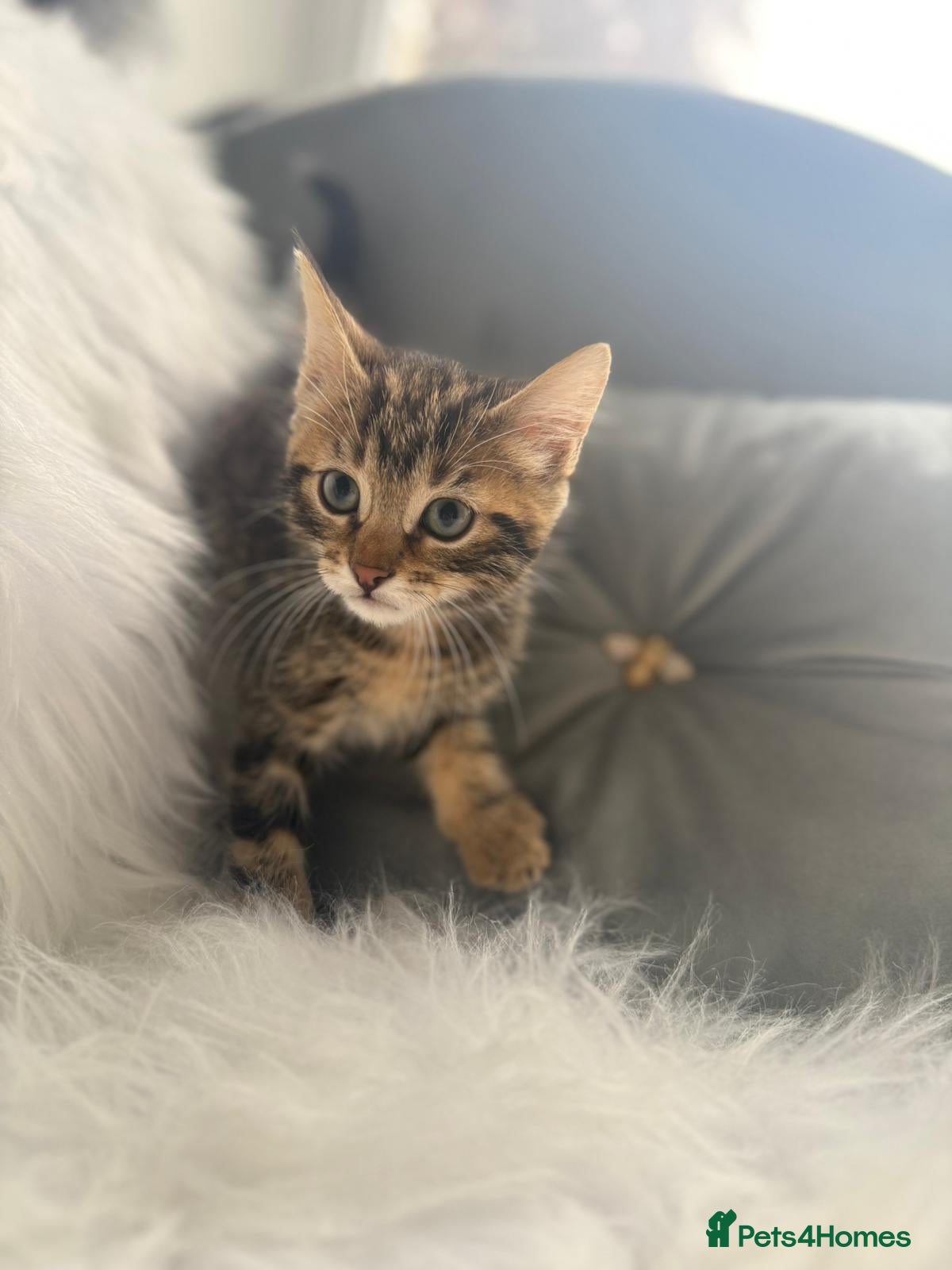 Mixed Breed cats Bengal x - Advert 1