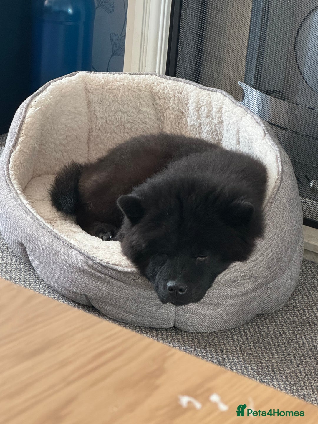 Chow Chow dogs for sale: Female Chow Kiki - Advert 2