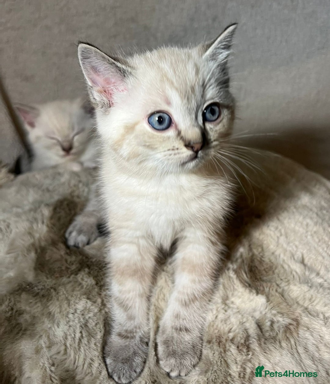 Mixed Breed cats for sale: 6 cute blue-eyed Ragdoll and BSH mix kittens  - Advert 18