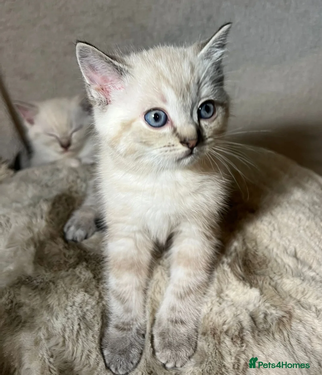 Mixed Breed cats for sale: 6 cute blue-eyed Ragdoll and BSH mix kittens  - Advert 18