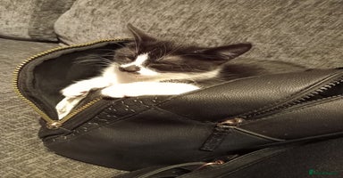 Mixed Breed cats - Advert 10