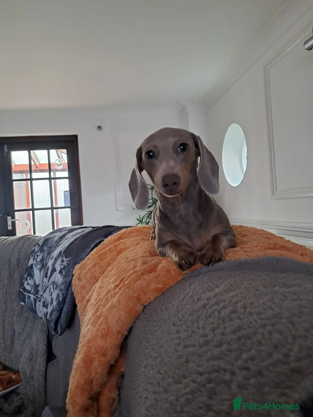 Miniature Dachshund dogs for sale: 3 x Miniature Dachshund - 2 x Female & 1 x Male   - Advert 2