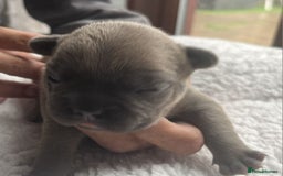 French Bulldog dogs for sale: 7 Stunning Babies ❤️💙 - Image 14