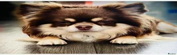 Chihuahua dogs for stud: Willow-Available at Stud (KC R Chihuahua) - Advert 3