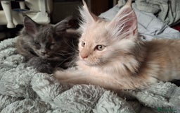 Maine Coon cats for sale: Gorgeous kittens  - Image 4
