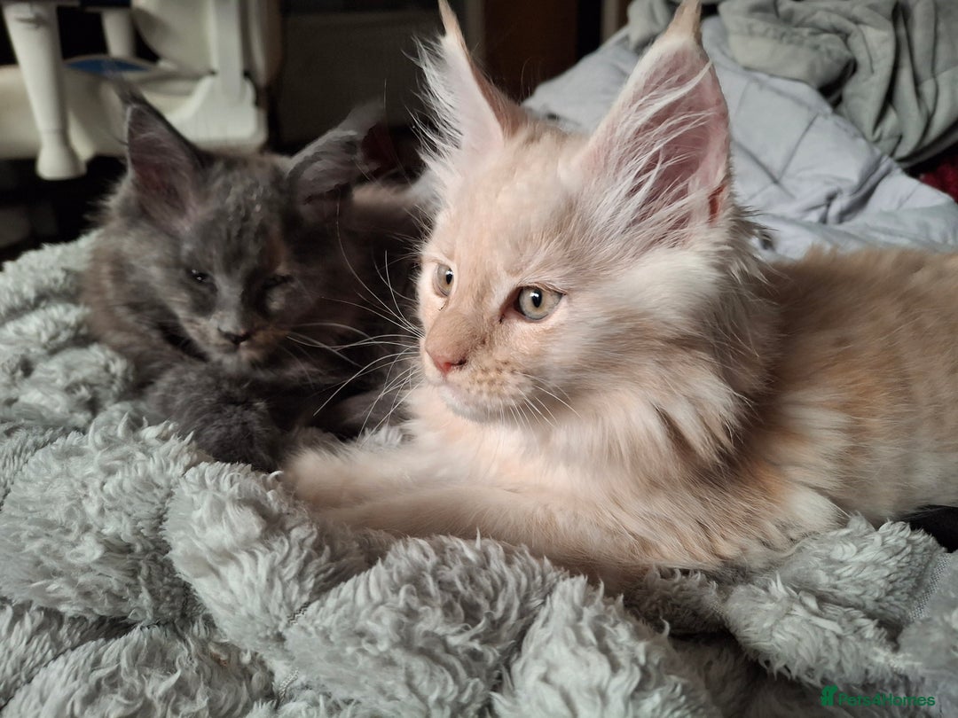 Maine Coon cats for sale: Gorgeous kittens  - Image 4
