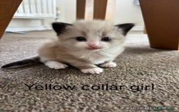 Mixed Breed cats for sale: 5 beautiful kittens for sale - Image 3