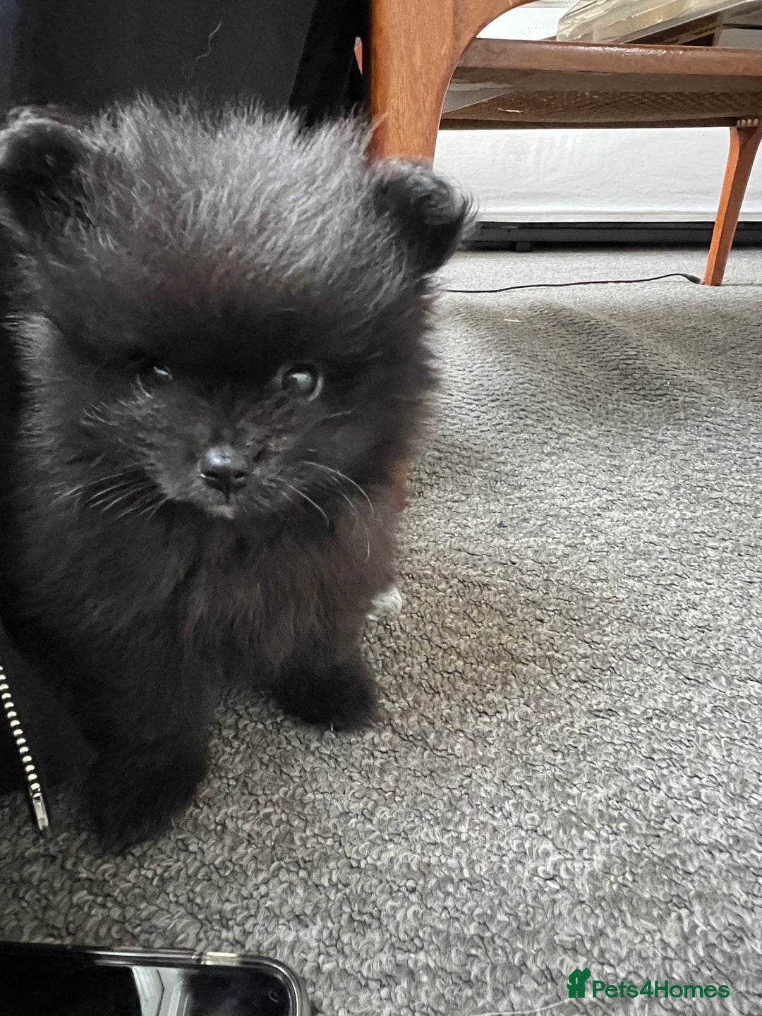Pomeranian dogs for sale: ONE-TIME ONLY PUREBRED POM PUP (BLUE MERLE PARENT) - Advert 2