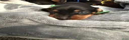 Miniature Dachshund dogs for sale: 6x miniature dachshund puppies - Advert 4