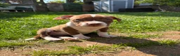 Mixed Breed dogs for sale: Bullog x amstaff puppy - Advert 3