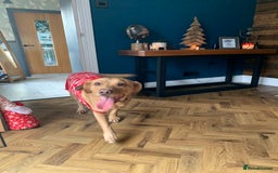 Labrador Retriever dogs for sale: My boy Lenny  - Image 19