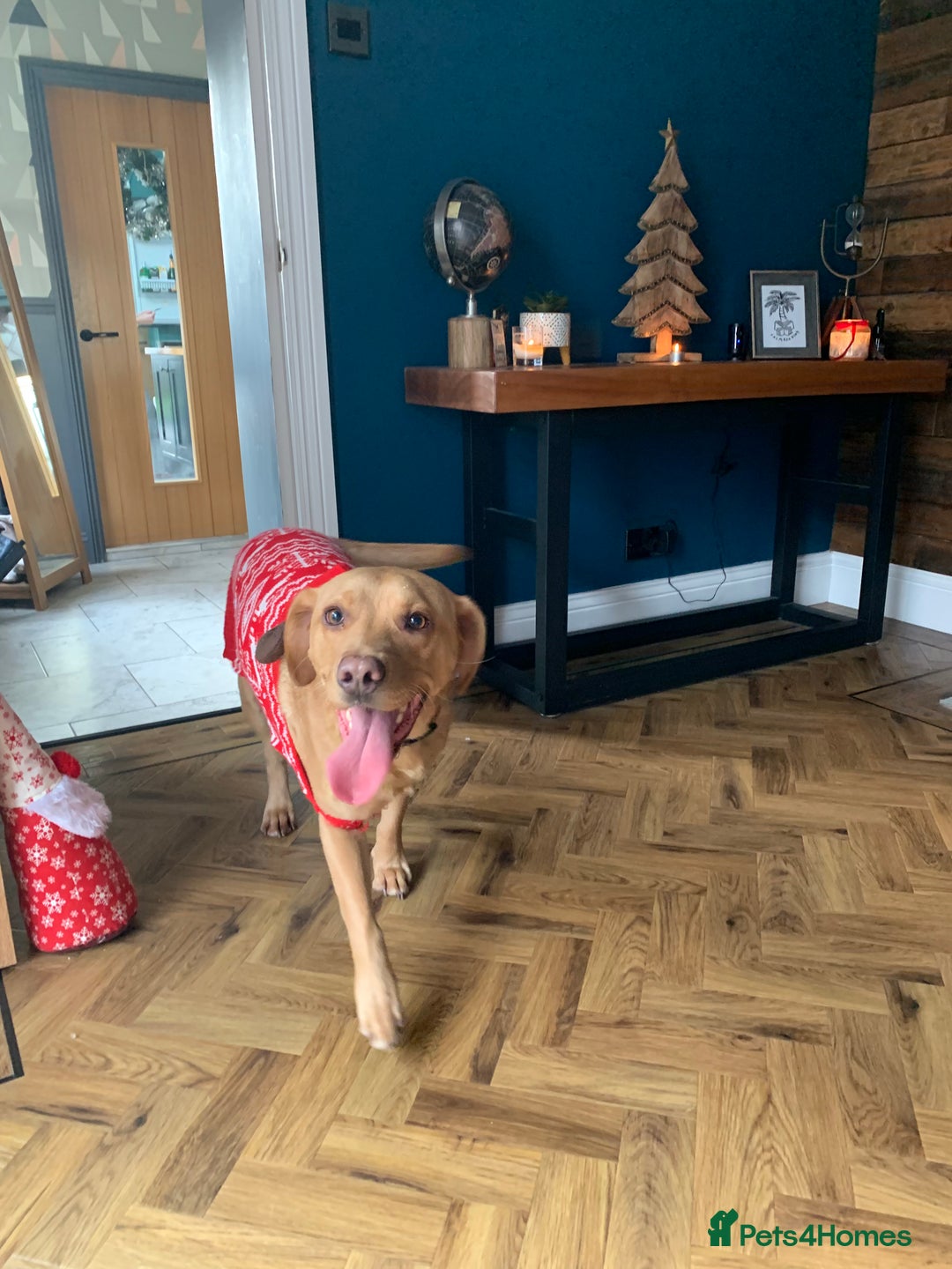 Labrador Retriever dogs for sale: My boy Lenny  - Image 19