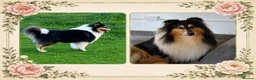 Rough Collie dogs for sale: KC Rough Collies - Advert 8