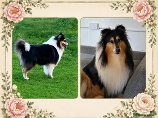 Rough Collie dogs KC Rough Collies - Advert 1