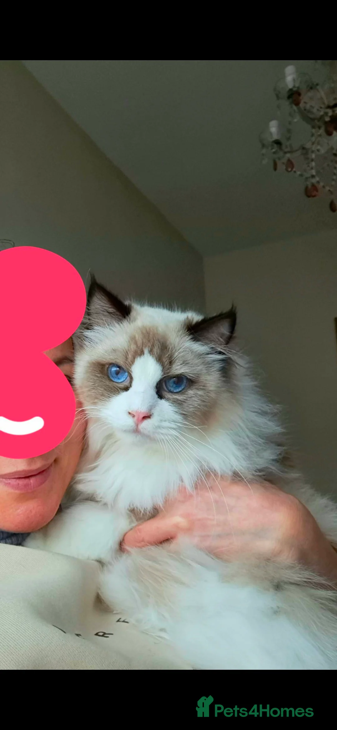 Ragdoll cats for sale: Premium Seal Bicolour  Ragdoll Boys 💖💖💖 - Advert 25