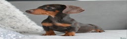 Miniature Dachshund dogs for sale: Miniature Dachshund Boys **READY NOW** - Advert 15