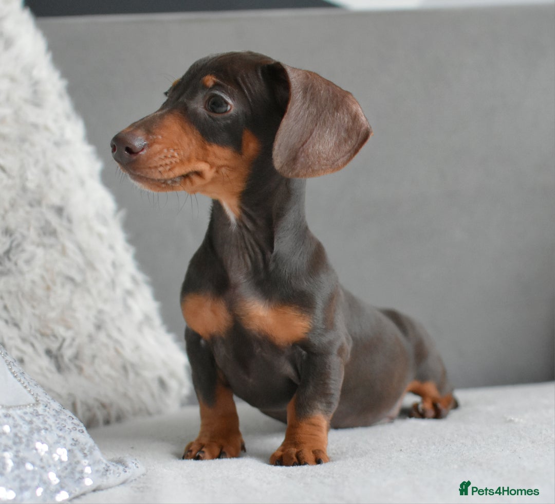 Miniature Dachshund dogs for sale: Miniature Dachshund Boys **READY NOW** - Advert 15