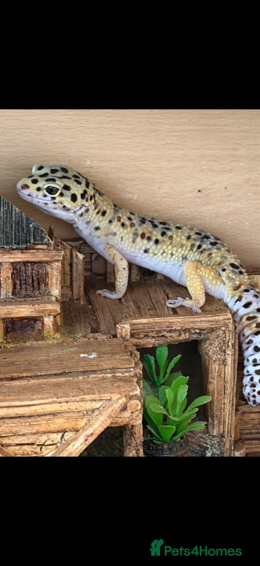 Leopard Gecko reptiles Leopard gecko  - Advert 1