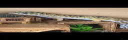Leopard Gecko reptiles for sale: Leopard gecko  - Advert 1