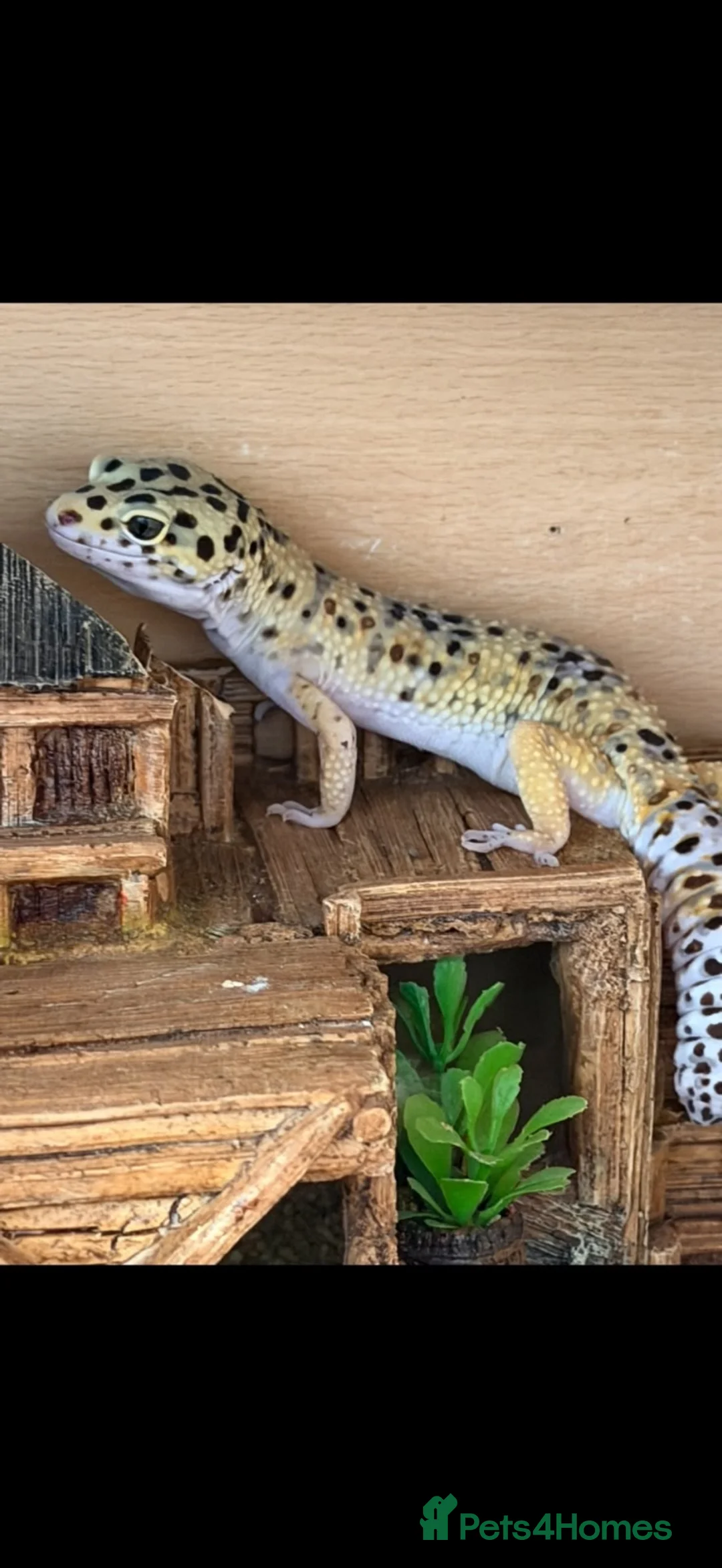 Leopard Gecko reptiles for sale: Leopard gecko  - Advert 1