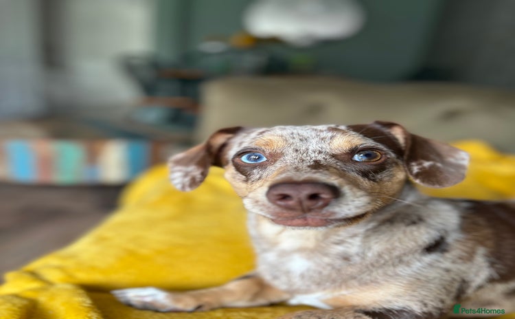 Chiweenie dogs - Advert 1
