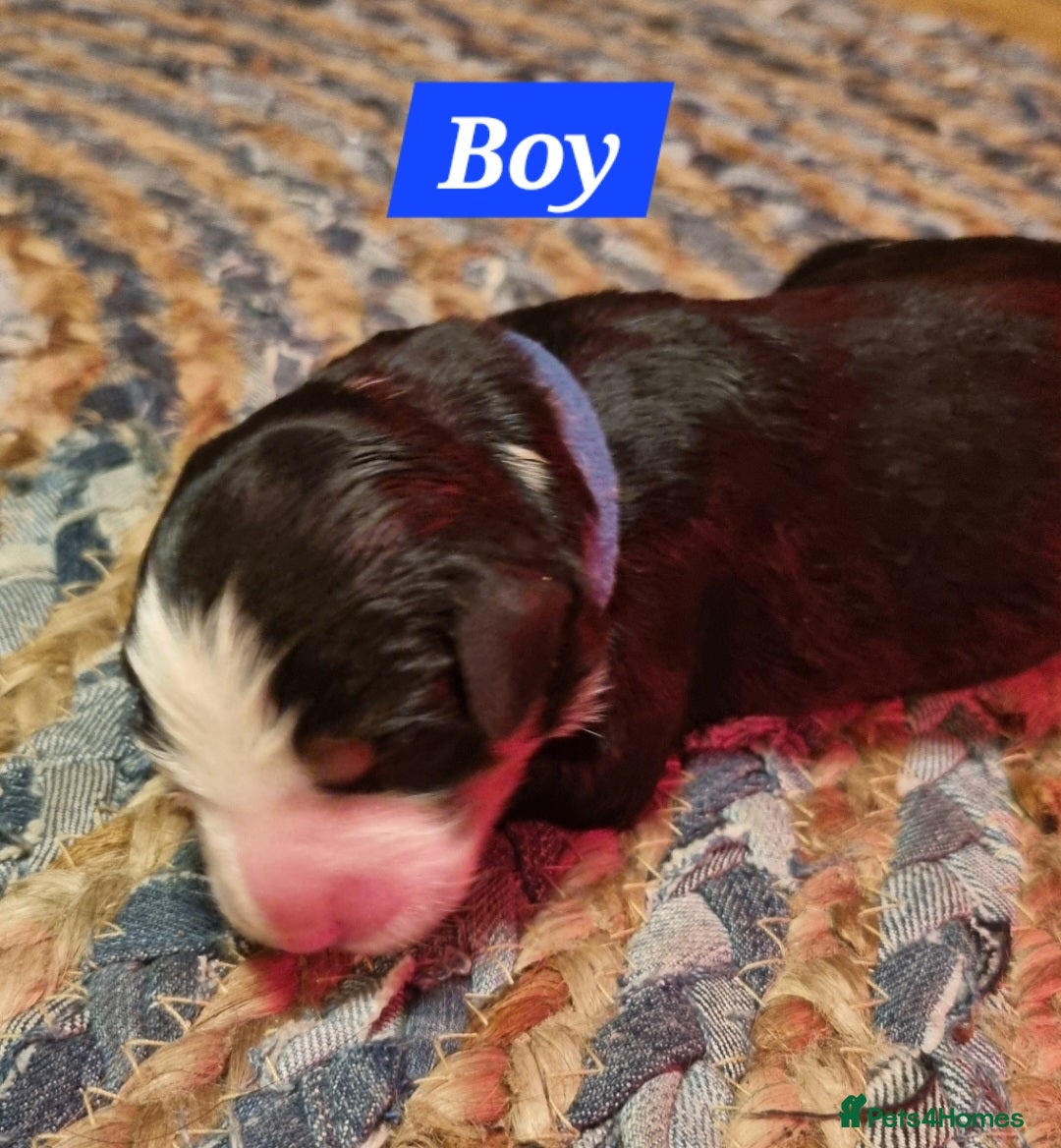 Bernese Mountain Dog dogs for sale: Bernese mountain dog for sale - Advert 4