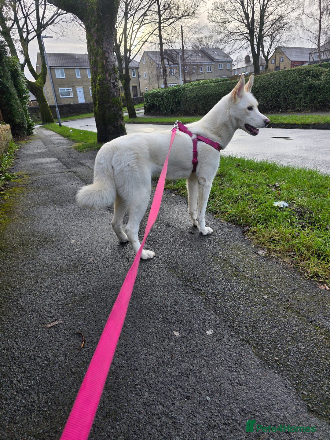 Siberian Husky dogs for sale: Red – 1-Year-Old Female Husky | Fully Vaccinated  - Advert 1
