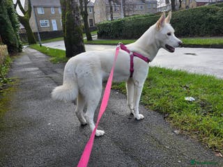 Siberian Husky dogs Red – 1-Year-Old Female Husky | Fully Vaccinated - Advert 4