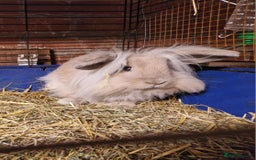Mini Lion Lop rabbits for sale: Super floofy gorgeous golden lion lop boy - Image 2