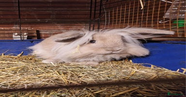 Mini Lion Lop rabbits - Advert 4