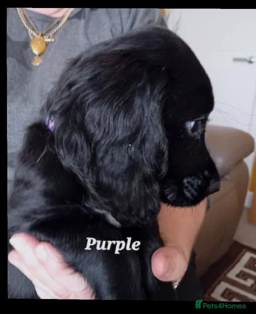 Sprocker dogs Beautiful Sprocker Puppies  - Advert 2