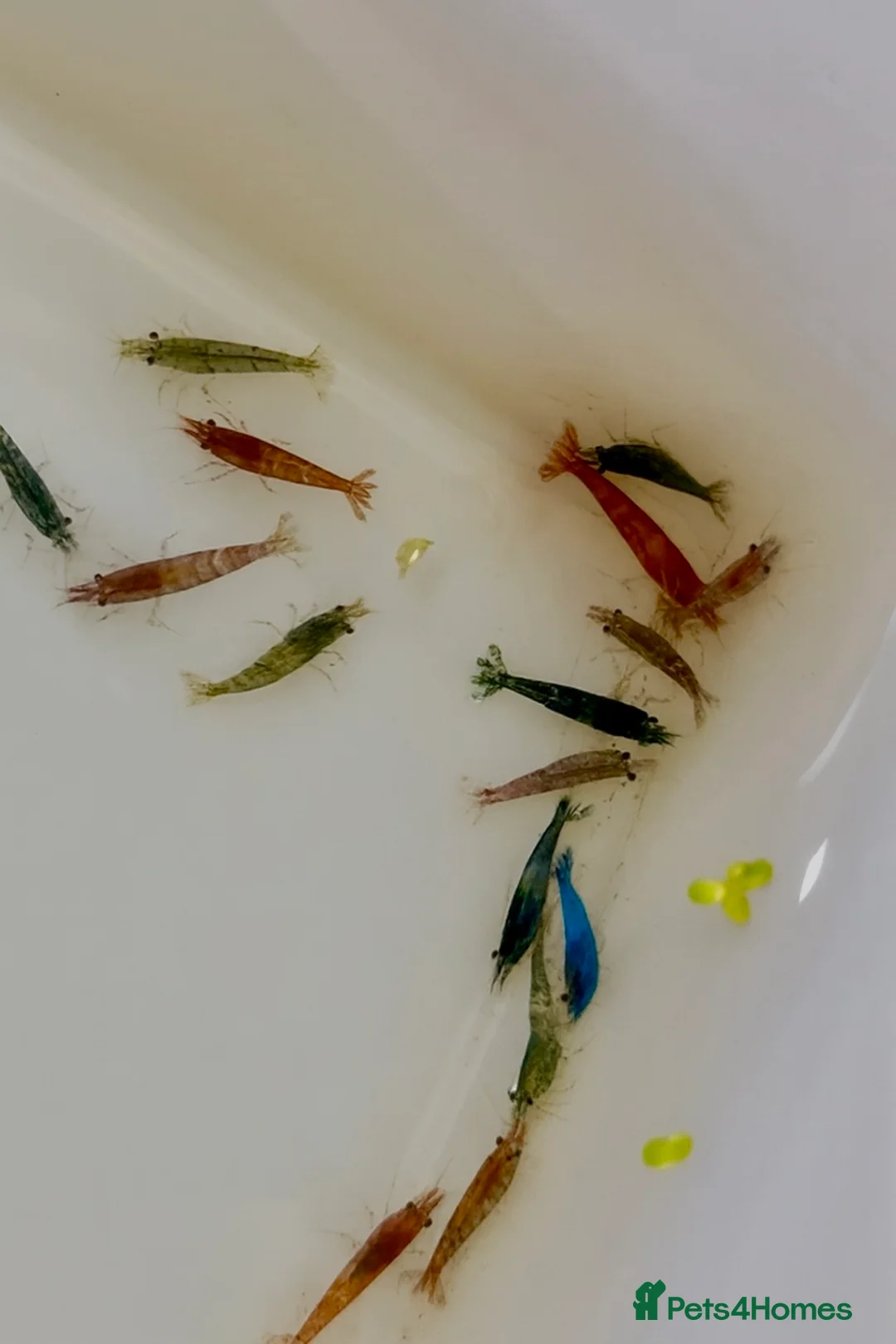 Other/Mixed Breed fish for sale: Jaguar Cichlid, Parrot fish, silver dollars - Advert 7