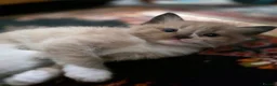 Ragdoll cats for sale: Beautiful Ragdoll Kittens - Advert 14