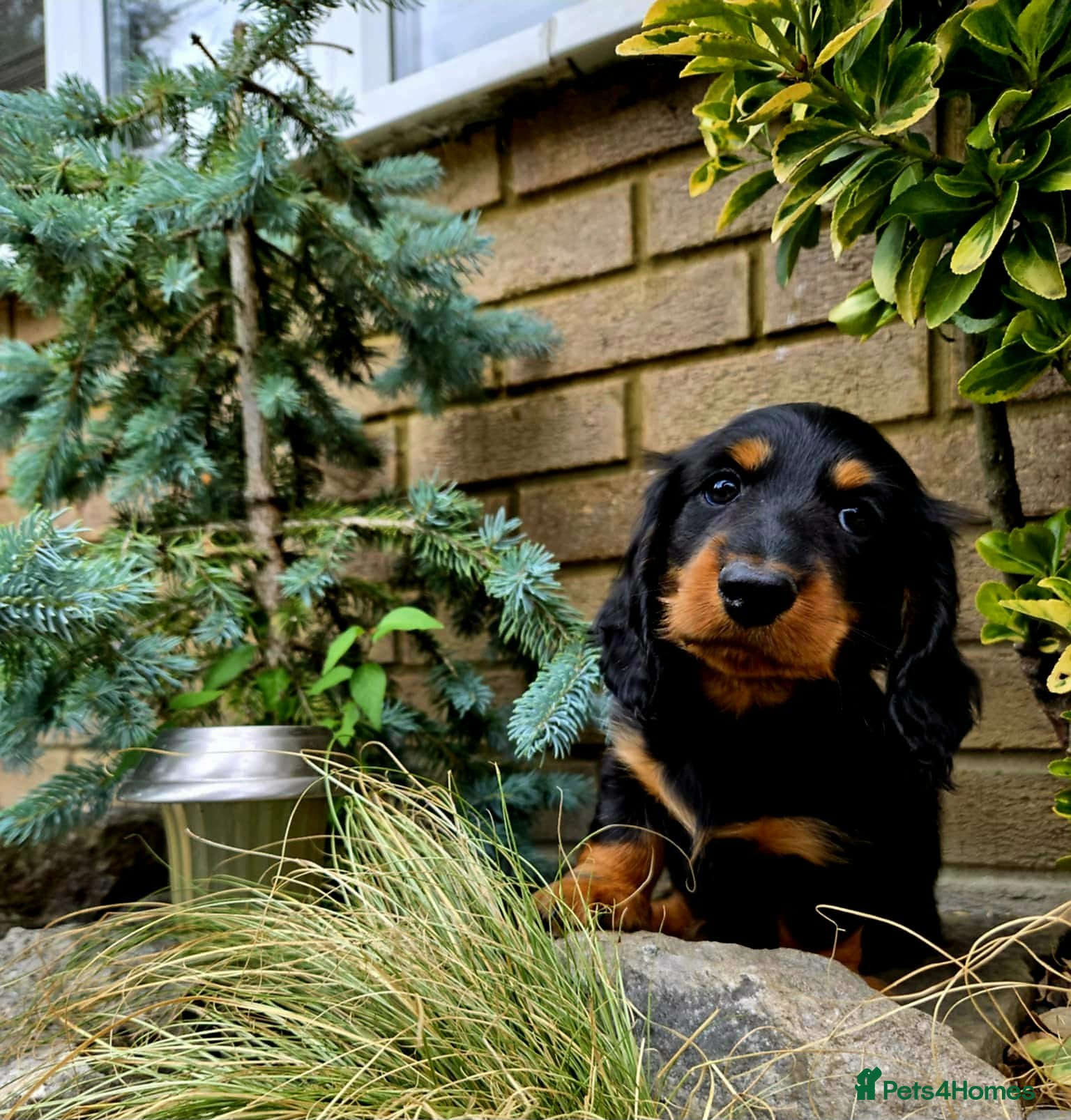 Miniature Dachshund dogs Longhaired miniature dachshund  - Advert 1