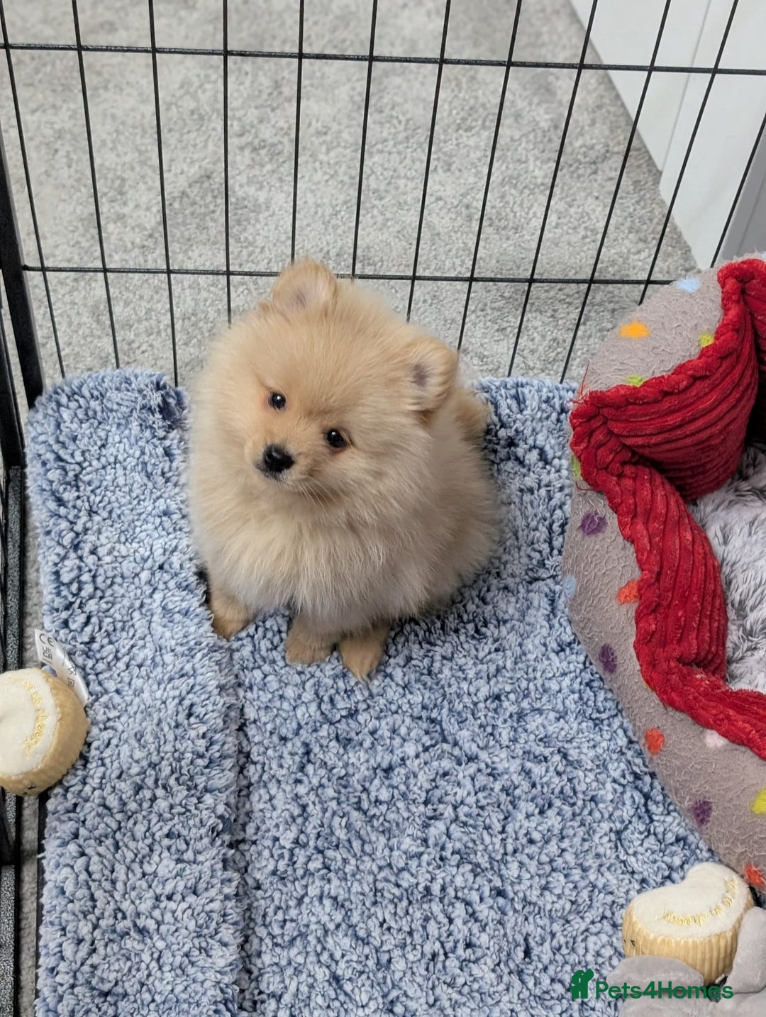 Mixed Breed dogs for sale: Pomeranian x Spitz puppy  - Advert 8