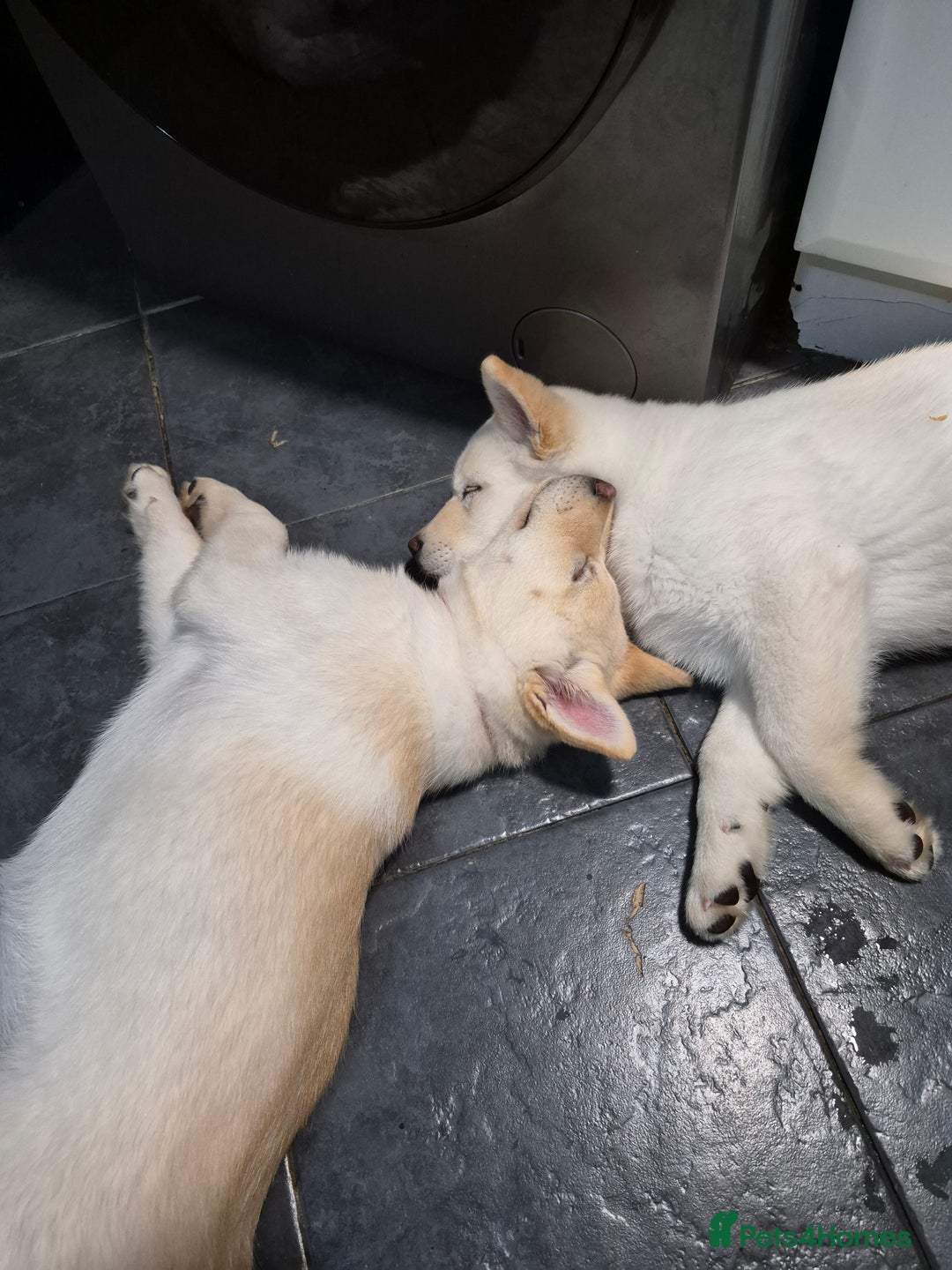 Mixed Breed dogs for sale: Chowski pups - Image 38