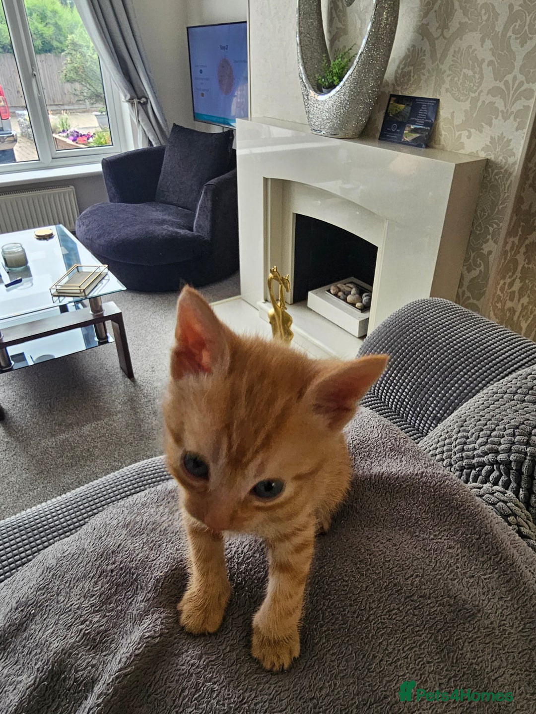 British Shorthair cats for sale: Male and female kittens for sale  - Image 3