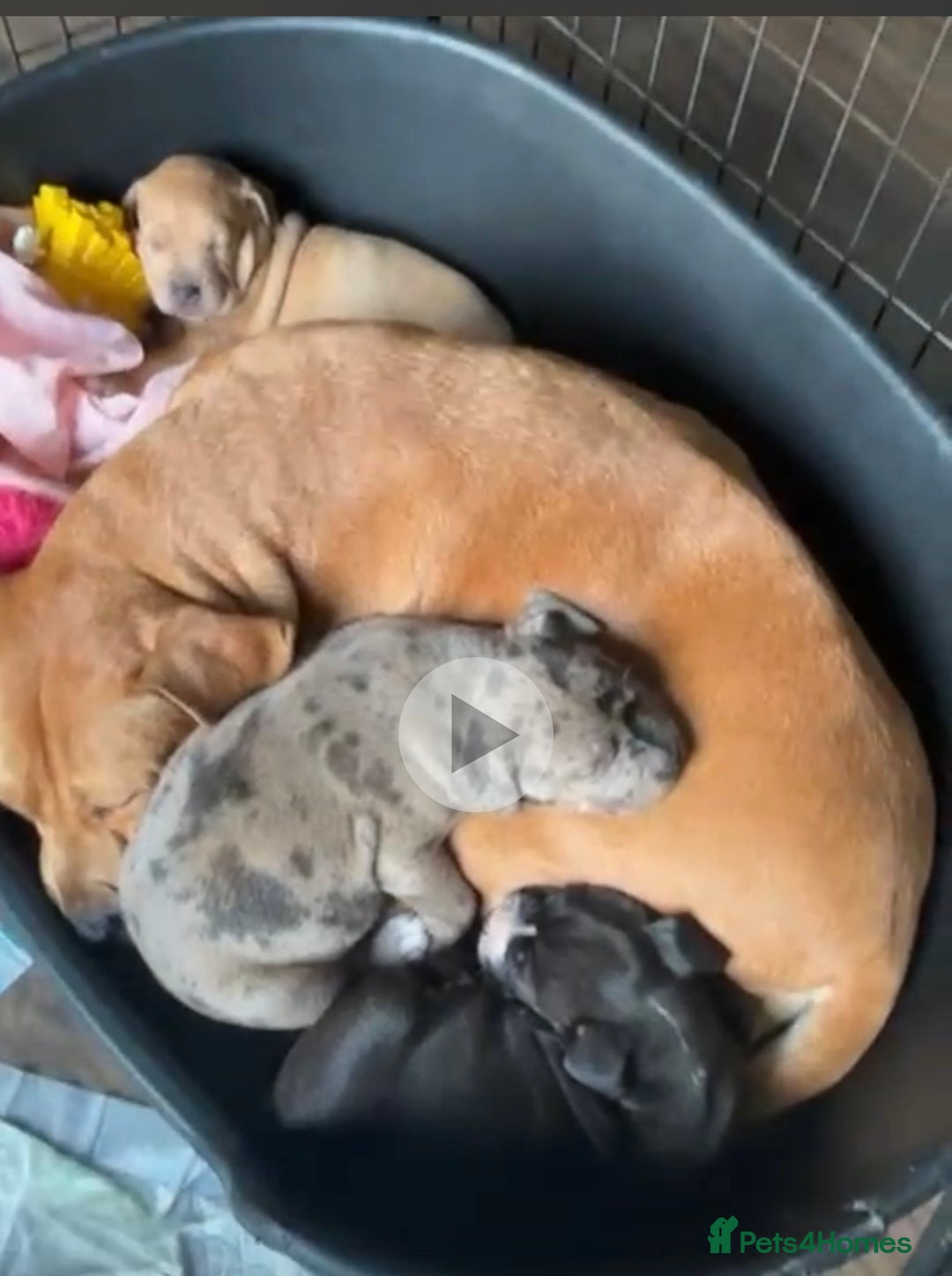 Staffordshire Bull Terrier dogs for sale: Puppy for sale she is 10 weeks old  - Advert 1