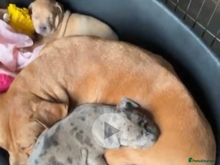 Staffordshire Bull Terrier dogs Puppy for sale she is 10 weeks old - Advert 1