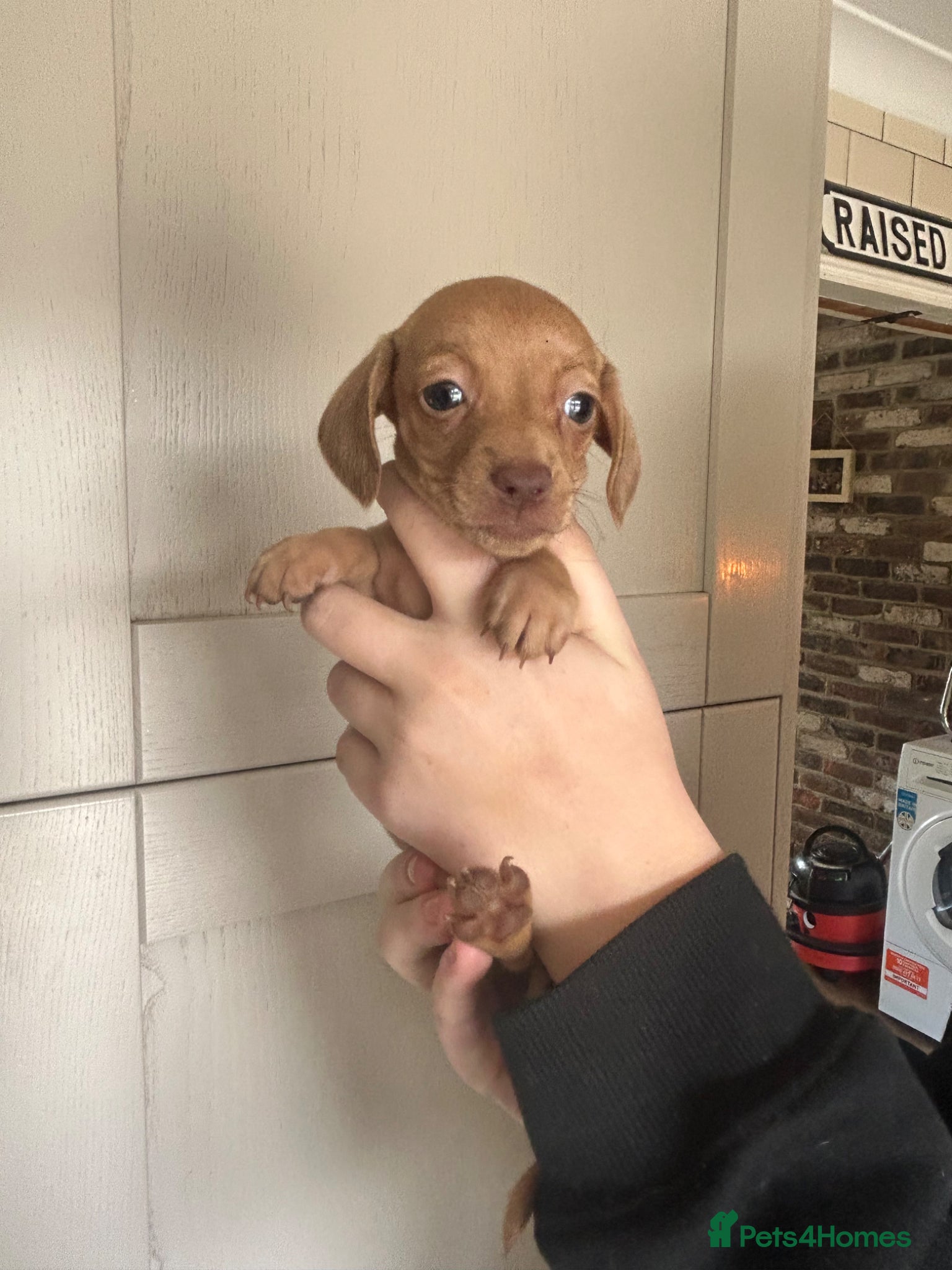 Miniature Dachshund dogs for sale: KC miniature dachshunds - Advert 15